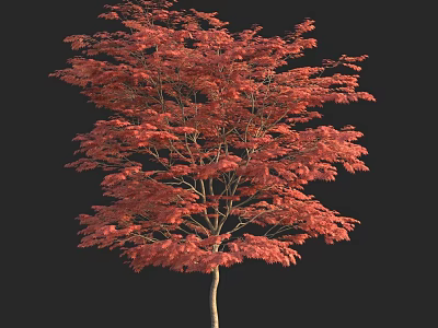 Red Leaf Arbor With Light Brown Trunk Isolated On Black Background 3d model