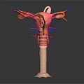 Pelvic Organs 3D Anatomical Model With Detailed Vascular Structure in Medical Illustration 3d model