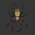 Yellow and Black Striped Spider with Long Legs on Dark Background