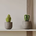Two Green Cacti In Gray Pots On White Shelf With Wooden Accent Wall