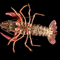 Red Spotted Crayfish With Claws And Segmented Body On Black Background 3d model