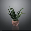 Aloe Vera Plant With Green Leaves And Yellow Edges In Pink Ribbed Pot Indoor Decor