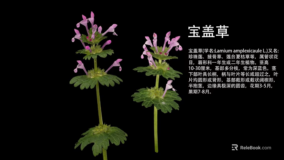 Lamium amplexicaule Perennial Herb Plant With Purple Flowers And April To June Bloom 3d model 