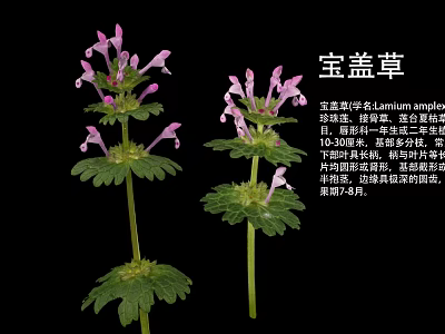 Lamium amplexicaule Perennial Herb Plant With Purple Flowers And April To June Bloom 3d model