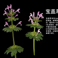 Lamium amplexicaule Perennial Herb Plant With Purple Flowers And April To June Bloom