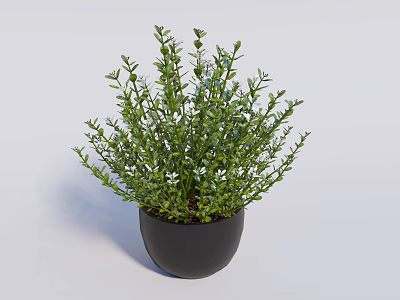 Lush Bonsai Potted Plant with Green Foliage in Black Pot and Shrub Like Shape 3d model