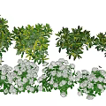 White Hydrangea Flowers With Lush Green Leaves And Garden Plant Displays