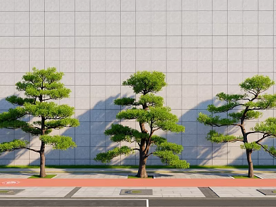 Three Shaped Pine Trees Against Gray Wall With Red Bricks And Gray Pavement 3d model