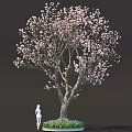 Vibrant Plant Combination With Pink Flowering Tree Thick Trunk Green Grass And Small Flowers