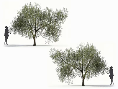 Olive Trees With Lush Green Foliage And Silhouetted People Standing Nearby 3d model