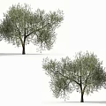 Olive Trees With Lush Green Foliage And Silhouetted People Standing Nearby