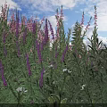 Vibrant Flowering Shrubs with Purple Pink Blooms and White Flowers Under Blue Sky