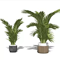 Green Potted Palm Plants With Grey And Wooden Pots For Home Decor