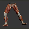 Detailed Human Leg Muscle Anatomical Model For Medical Education Training