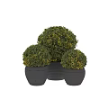 Potted Topiary Plants Round Green Shrubs in Gray Black Ceramic Pots