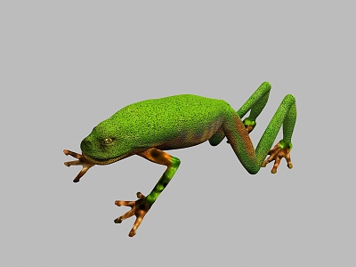 Frog model