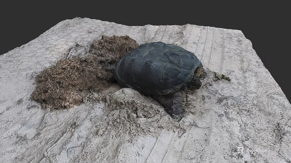 Freshwater Turtle Resting On Rocky Surface With Natural Habitat Elements 3d model 