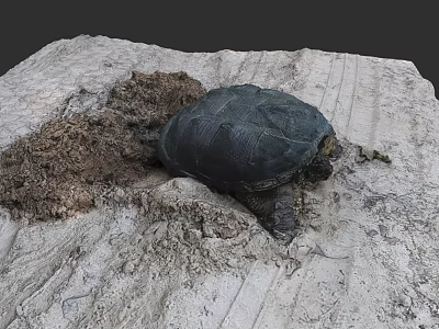Freshwater Turtle Resting On Rocky Surface With Natural Habitat Elements 3d model