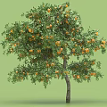 Healthy Arbor With Lush Green Foliage And Abundant Ripe Orange Fruits
