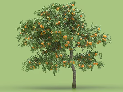 Healthy Arbor With Lush Green Foliage And Abundant Ripe Orange Fruits 3d model