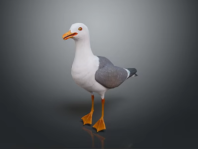 Seagull with White and Gray Feathers Orange Beak Orange Feet Standing on Plain Gray Background 3d model