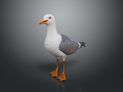 Seagull Tooth Color Seagull Carrier Pigeon Food Pigeon Play Pigeon Racing Pigeon Military Pigeon Experimental Pigeon Wild Pigeon model