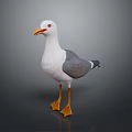 Seagull with White and Gray Feathers Orange Beak Orange Feet Standing on Plain Gray Background