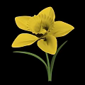 Vibrant Yellow Daffodil Flower With Fresh Green Stem And Leaves Isolated On White Background