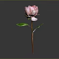 Pink Peony Plant With Green Leaves And Brown Stem On Gray Background
