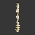 Human Spine Anatomy Model Showing Vertebral Column Structure and Details