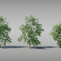 Dynamic Trees Moving Trees 3d model