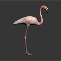 Flamingo CG Flamingo Cartoon Flamingo Animation Flamingo CG Bird Cartoon Bird Animation Birds 3d model