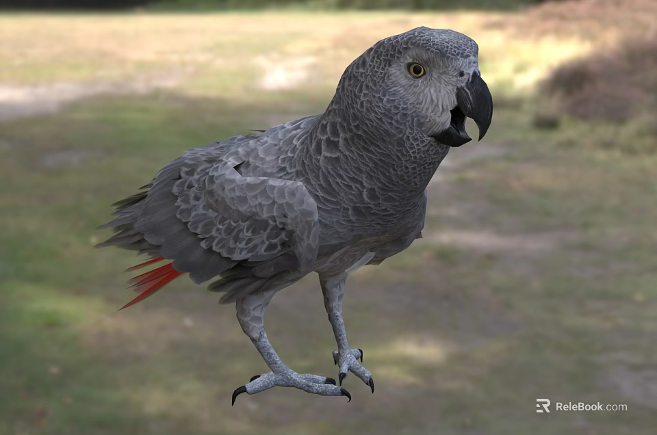 Grey Parrot with Grey Feathers and Red Tail Feathers Standing in Natural Outdoor Setting 3d model 