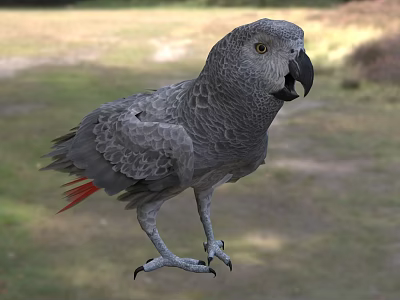 Grey Parrot with Grey Feathers and Red Tail Feathers Standing in Natural Outdoor Setting 3d model