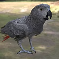 Grey Parrot with Grey Feathers and Red Tail Feathers Standing in Natural Outdoor Setting