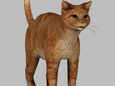 Realistic 3D Model Of An Orange Cat Standing 3d model