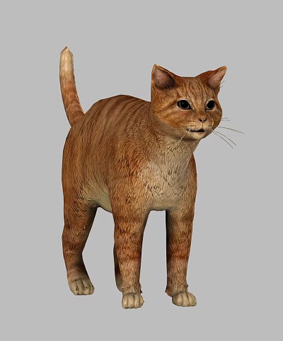 Realistic 3D Model Of An Orange Cat Standing 3d model