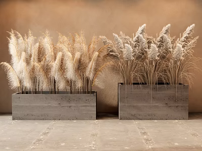 Dried Pampas Grass In Concrete Planters Against Brown Wall And Gray Floor 3d model