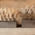 Dried Pampas Grass In Concrete Planters Against Brown Wall And Gray Floor