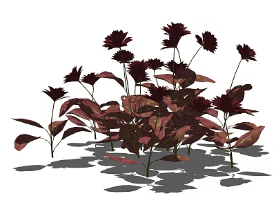Vibrant Red Flowers With Red Leaves Ornamental Plants For Home Decor 3d model
