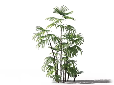 Tall Bamboo Plants With Green Fan Shaped Leaves And Slender Stems 3d model