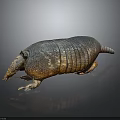 Armadillo Showcasing Detailed Body Structure With Armored Shell On Dark Reflective Surface