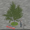American Hackberry Tree with 8 Meters Height on Circular Green Patch and Gray Square Paving 3d model