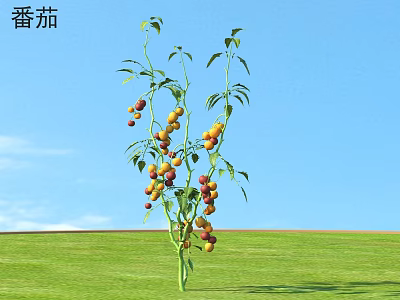Vibrant Tomato Plant Bearing Red Yellow Fruits And Green Leaves In Blue Sky Green Grass 3d model