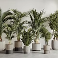 Potted Palm Trees With Various Design Pots In Neutral Indoor Background 3d model