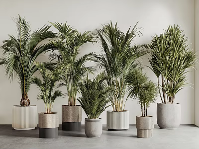 Potted Palm Trees With Various Design Pots In Neutral Indoor Background 3d model