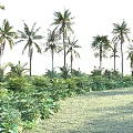 Tropical Plant Combination with Palm Trees and Lush Green Foliage in Outdoor Natural Landscape Design