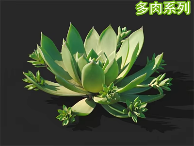 Vibrant Healthy Succulent Plant With Green Rosette Shaped Leaves And Baby Offsets 3d model