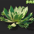 Vibrant Healthy Succulent Plant With Green Rosette Shaped Leaves And Baby Offsets