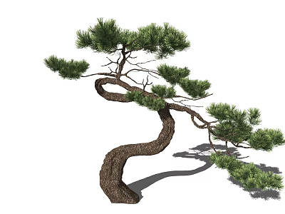 Curved Trunk Pine Tree With Lush Green Foliage For Garden Landscape Design 3d model